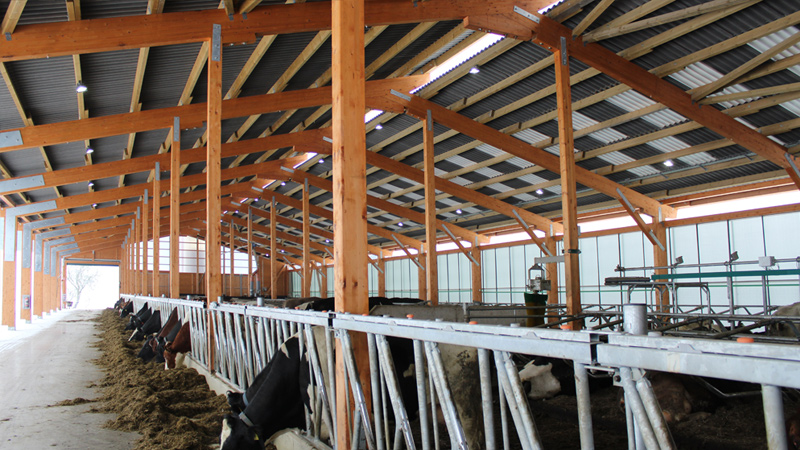 Rinderstall mit LED-Licht